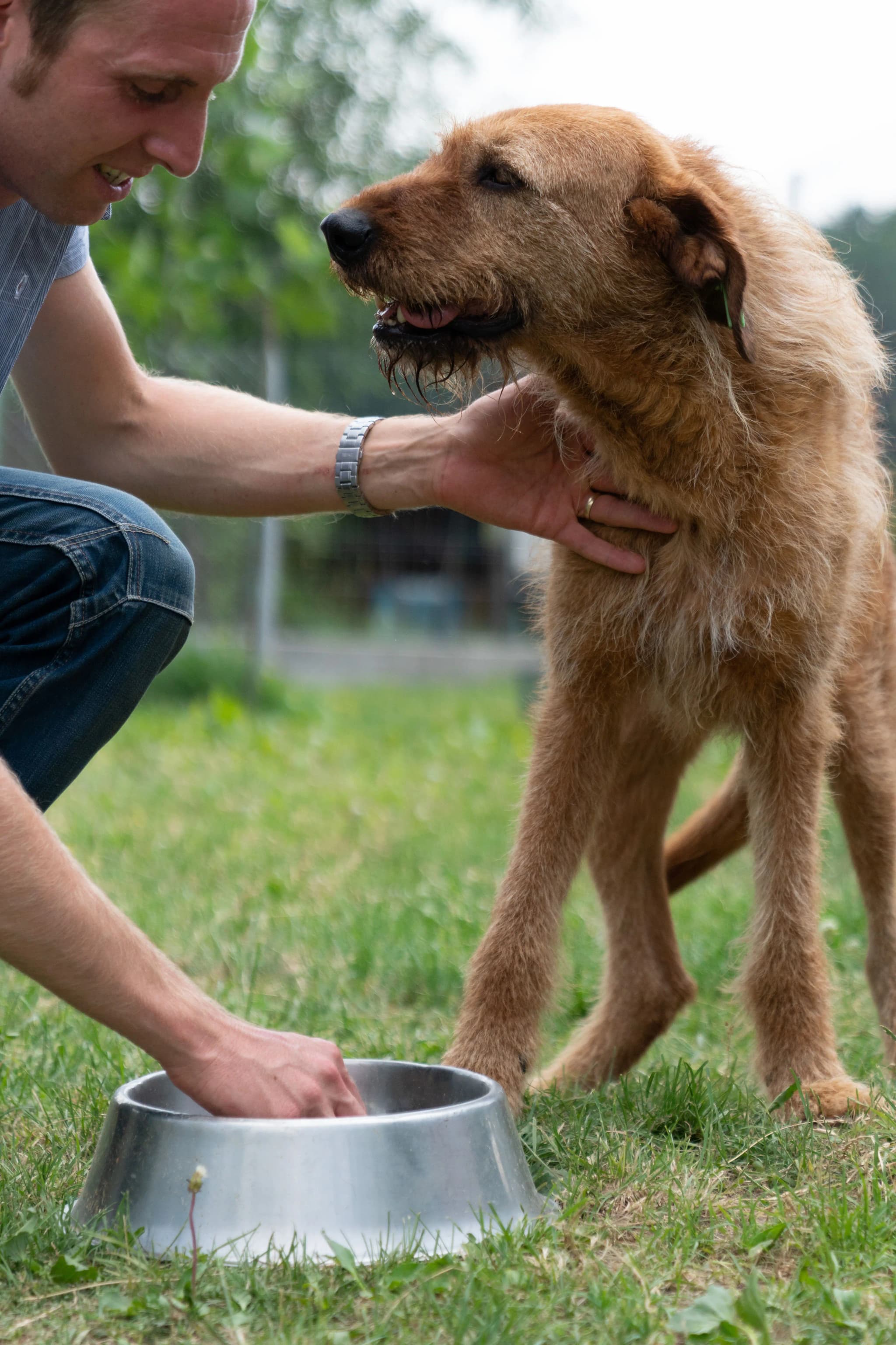 feed a dog | feed a cat