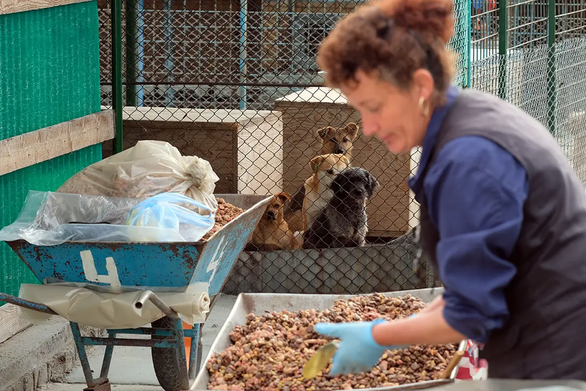 feed a dog | feed a cat